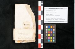 Foto (Objekt + Etikett) von Carpinus betuloides Unger (NHMW-GEO-2024-0188-8118)